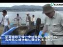 ザトウクジラ