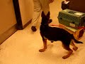cerebellar lesion dog #1 cerebellar lesion dog #1