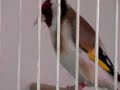 Darrrrek - carduelis major SZPALT EUMO MUTATION male