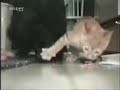Dinner Time Cat paws Dog