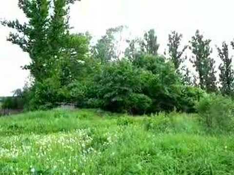 Bird Song in countryside near Tula, ...