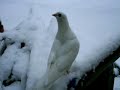 Pumpkin the Dove! you can\