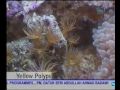 Galeri Aqua - Marine Coral (1/3)