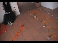 TRAVELERO PRESENTS LAS OFRENDAS EN CUERNAVACA MORELOS MEXICO 2.wmv