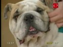 DE IGUAL A IGUAL Ringo Bulldog Inglés con Prigioni - REY PRO DE IGUAL A IGUAL Ringo Bulldog Inglés con Prigioni - REY PRO