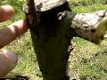 This is the somewhat dissapointing follow up to a cleft and rind grafting video I put up a year ago. This tree was unlucky. We had a great deal of rain which predisposed to fungal disease, and due to lack of care this particular tree had some pruning rubbish piled up against it and also the grass and weeds were not controlled, all of which reduced the flow of air and further predisposed to disease. Some fungicide might have helped. I have done much better than this in earlier years. 5 out of 9 grafts are alive as of late April. I plan to put up another short video in late summer to show how this has done, in the interest of showing 'warts and all'.