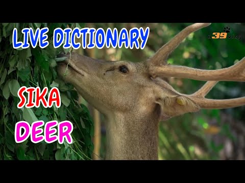 Con Hươu Sao - Live Dictionary