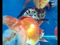 Goldfish-Ryukin