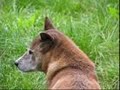ton chien n\
