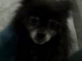 videos de My dog Laila