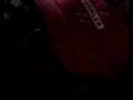 videos de zé pinguinha 