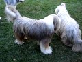 Maddy still loves Oliver Klimek (Bearded Collies)