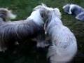 Maddy still loves Oliver Klimek (Bearded Collies)