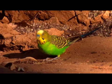 how to care australian parrots