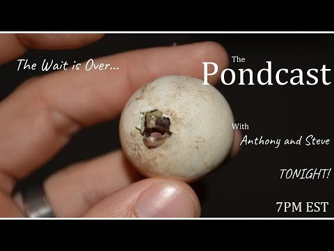 YouTube reptile video