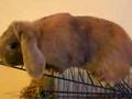 Maddie's Grandbunnies