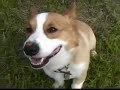 Goro@Welsh corgi pembroke [Short Version 2]