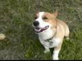 Goro@Welsh corgi pembroke [Short Version 2]