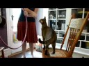 F1 chausie Clive kitchen sideshow @ 10 months