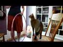 F1 chausie Clive kitchen sideshow @ 10 months