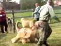 Afgano video