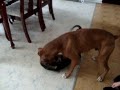 Natasha, Cujo VS Hank