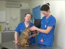 Watch the Dog Vaccination Video