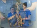 Watch the Dog Vaccination Video