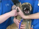 Watch the Dog Vaccination Video