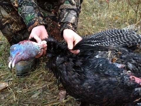 2013 Spring Turkey Hunt – Montana