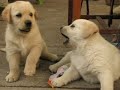 cachorros labradores cachorros labradores