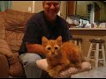 ボール猫動画