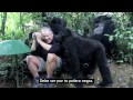 Gorilas juegan con un fotógrafo 