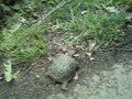 Artemis Turtle Goes For A Walk Artemis Turtle Goes For A Walk