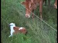 english bulldog loves cows