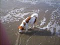 Kooikerhondje Bonny op het strand 2