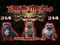 www.Xtremepitbulls.com www.Xtremepitbulls.com