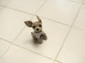 Ralph the Wonder Dog