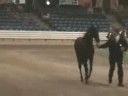 TWHBEA National Futurity Yearling In-Hand Extended Gait
