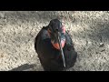 Abyssinian Ground Hornbill at Living Desert Abyssinian Ground Hornbill at Living Desert