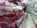 videos de Daging Lembu Korban Misteri