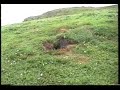 Puffins on Skomer