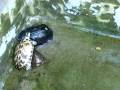 Aaama A.K.A tortise Aaama A.K.A tortise