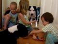 Kampfhund frisst Kind