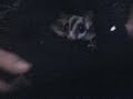 Glimpse at my Suggies - sugar glider Glimpse at my Suggies - sugar glider