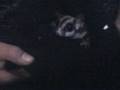 Glimpse at my Suggies - sugar glider