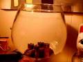 Tim the Disappearing Fish!