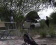Botswana Rain