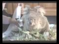 Sam the Koala -  meets her saviour. Up date 11-02-09