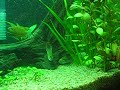 Apistogramma Cacatuoide enfrentando o Apistogramma Agassizii, recém-chegado. 